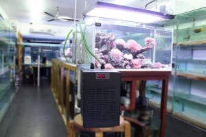 máy làm lạnh nước hồ cá