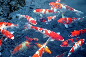 may lam lanh nuoc ho ca