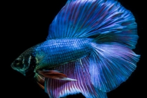 may lam lanh nuoc ho ca