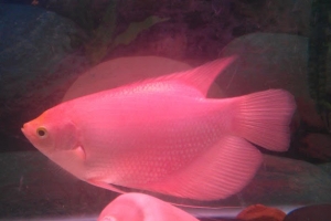 may lam lanh nuoc ho ca