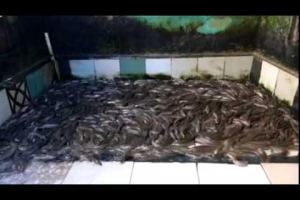 may lam lanh nuoc ho ca