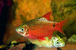 may lam lanh nuoc ho ca