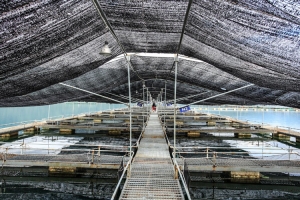 Máy làm lạnh nước hồ cá