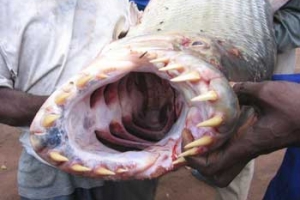 may lam lanh nuoc ho ca