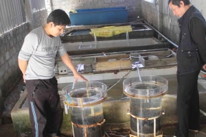 Máy làm lạnh nước hồ cá