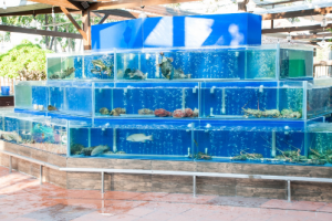 Máy làm lạnh nước hồ cá