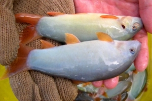 may lam lanh nuoc ho ca