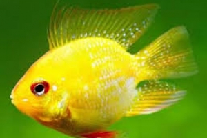 may lam lanh nuoc ho ca