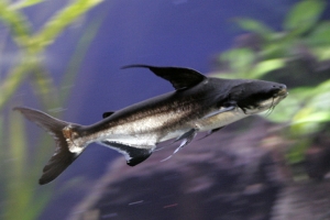 may lam lanh nuoc ho ca