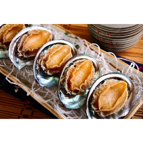 Bào ngư tươi sống bảo quản kho lạnh mini giá rẻ loại lớn được nhiều người săn tìm