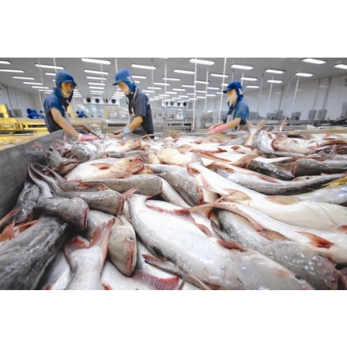 kho lạnh mini trữ lượng lớn cá tra xuất khẩu ra thị trường thế giới tăng trưởng mạnh